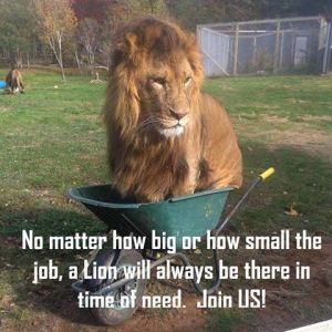 Lion Picture. 2 jpg Lion Picture. 2 jpg